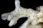 Merulina scabricula image