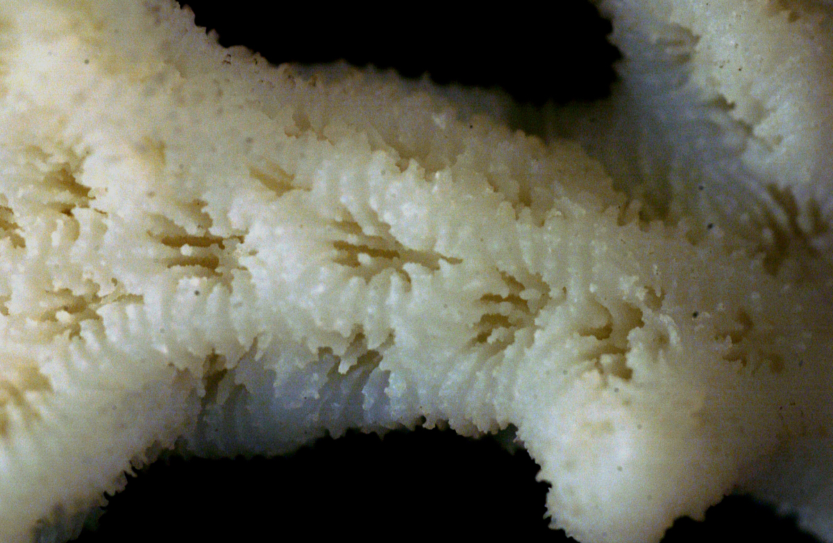 Merulina scabricula image