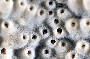 Image of Turbinaria frondens