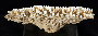 Acropora spicifera image