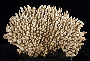 Acropora spicifera image