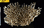 Acropora subulata image