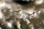 Acropora carduus image