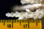 Image of Acropora carduus