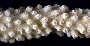 Acropora muricata image