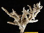 Acropora muricata image