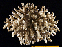 Acropora divaricata image