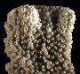 Isopora cuneata image