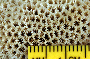 Image of Alveopora verrilliana