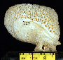 Alveopora verrilliana image