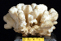 Stylophora pistillata image
