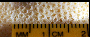 Stylophora pistillata image