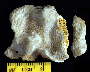 Image of Porites lichen