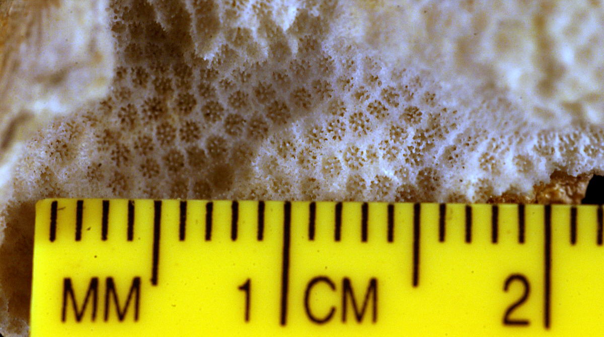Porites lichen image