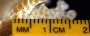 Pocillopora damicornis image