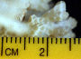 Pocillopora damicornis image