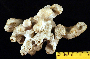 Image of Porites cylindrica