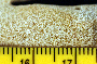 Porites cylindrica image