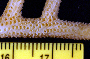 Seriatopora hystrix image