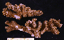 Image of Pocillopora plicata