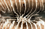 Image of Mussa cerebriformis