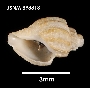 Image of Belalora striatula