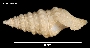Image of Kuroshioturris angustata