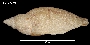 Odontocymbiola magellanica image