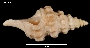 Ptychosyrinx chilensis image