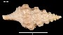 Ptychosyrinx chilensis image