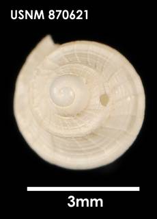 Image of Falsitromina tricarinata