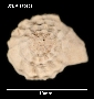 Image of Xymene pumilus