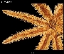 Image of Astrostole platei