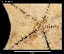 Ceramaster patagonicus image
