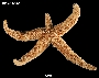 Image of Smilasterias triremis