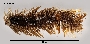 Image of Austrolaenilla hastulifera