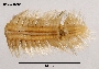 Image of Austrolaenilla setobarba