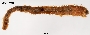 Image of Trypanosyllis gigantea