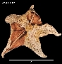 Image of Acodontaster marginatus