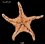 Cycethra verrucosa image