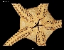 Image of Amphiophiura inops