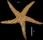 Image of Stichaster striatus