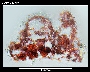 Pararrhopalia fasciata image