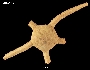Amphiophiura bullata image