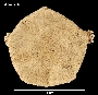Image of Amphioplus daleus