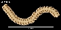 Amphioplus daleus image