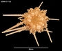 Austrocidaris spinulosa image