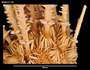 Austrocidaris spinulosa image