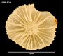 Crispatotrochus irregularis image