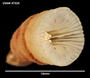 Aulocyathus recidivus image